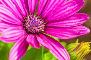echinacea 